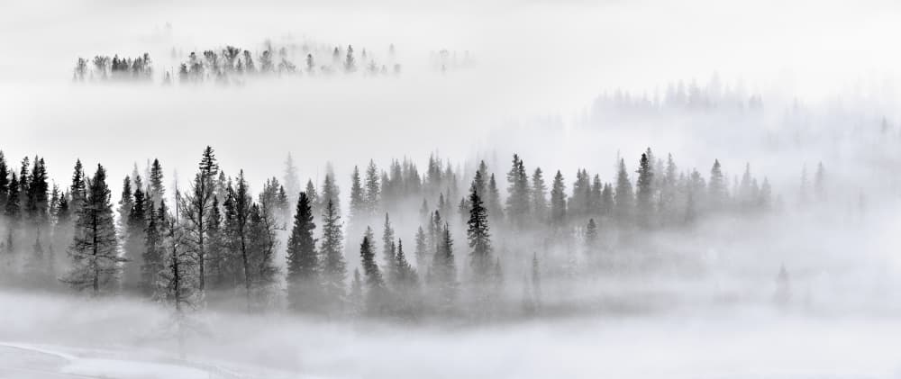 Misty Winter Forest by Mei Xu — canvas wall art