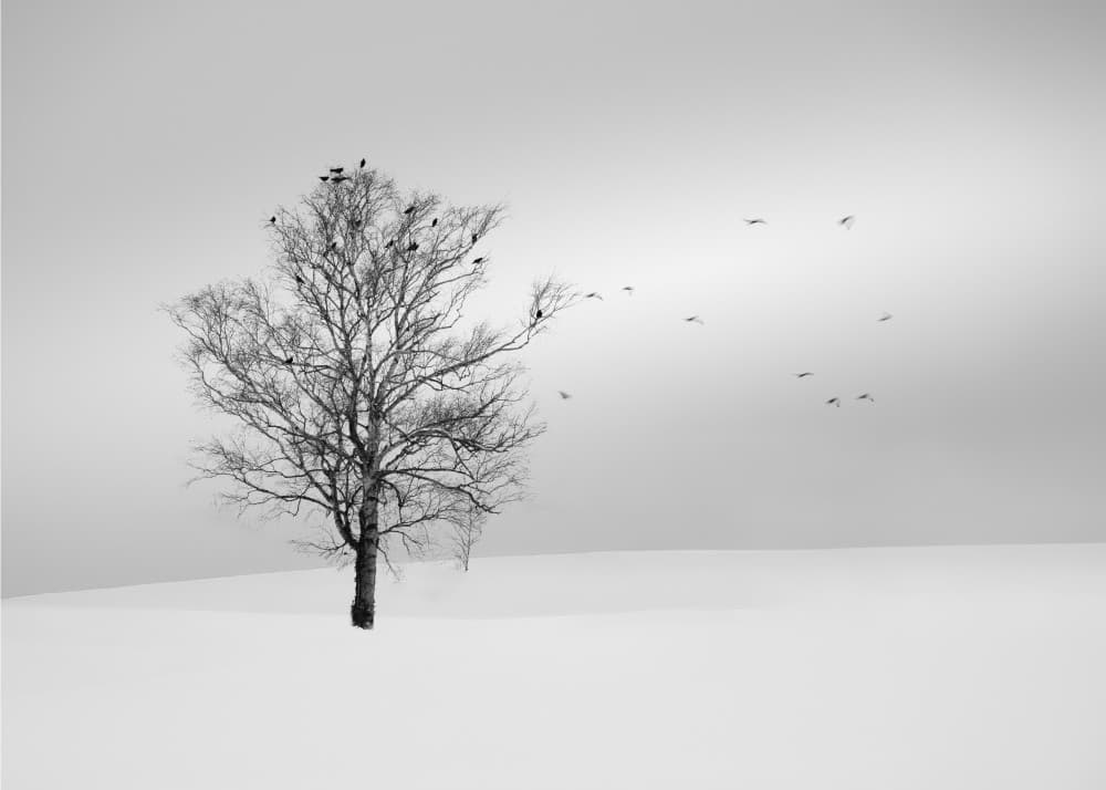 Winter Tree Birds by Dawn X W — canvas wall art