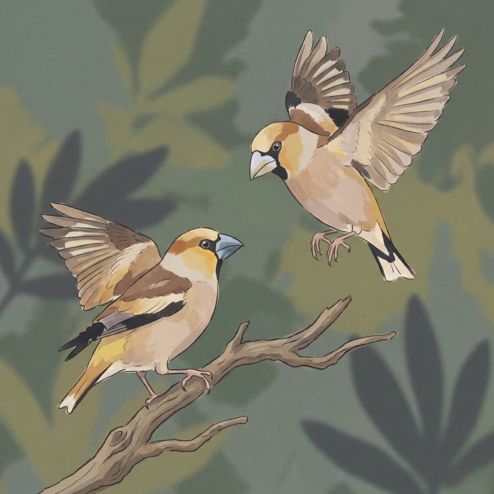 Hawfinches in Woodland by Andreas Magnusson — canvas wall art