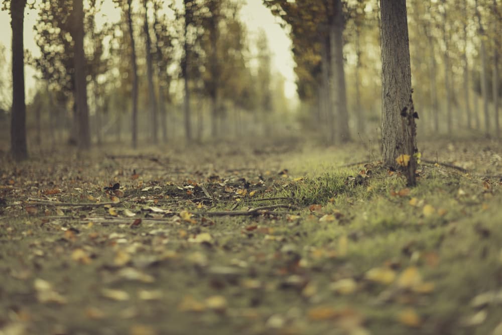 Autumn Forest Path by Javier Pardina — canvas wall art