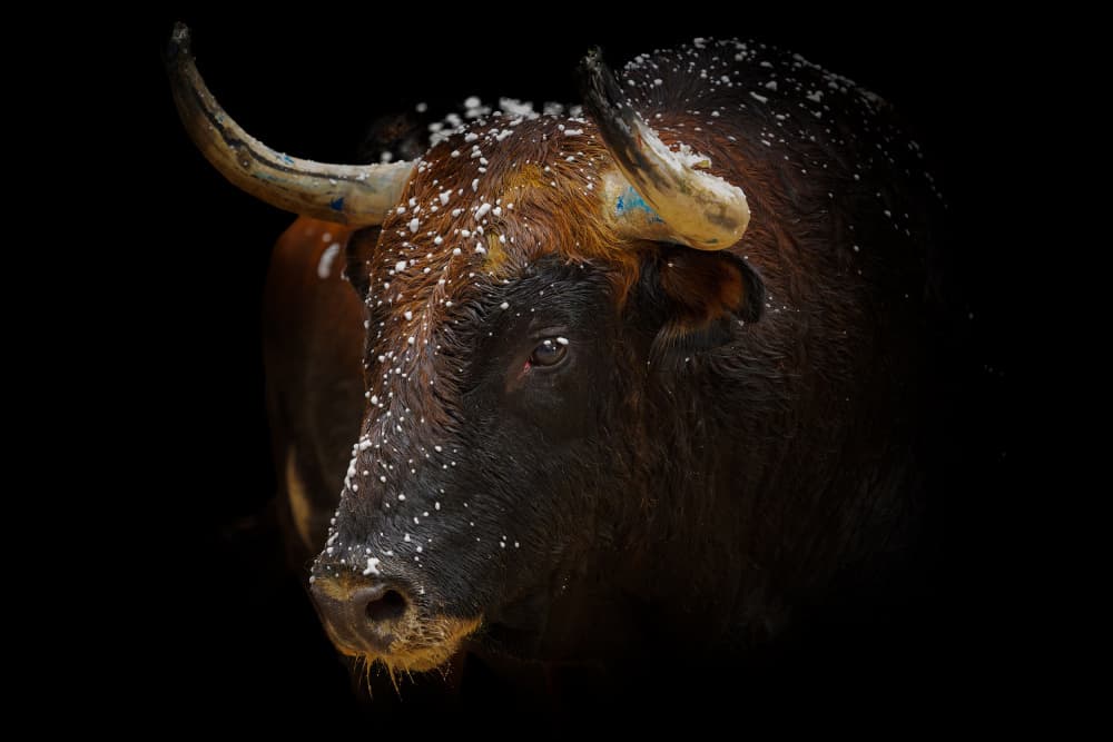 Majestic Bull in Snow by Gustavo Ribes — canvas wall art