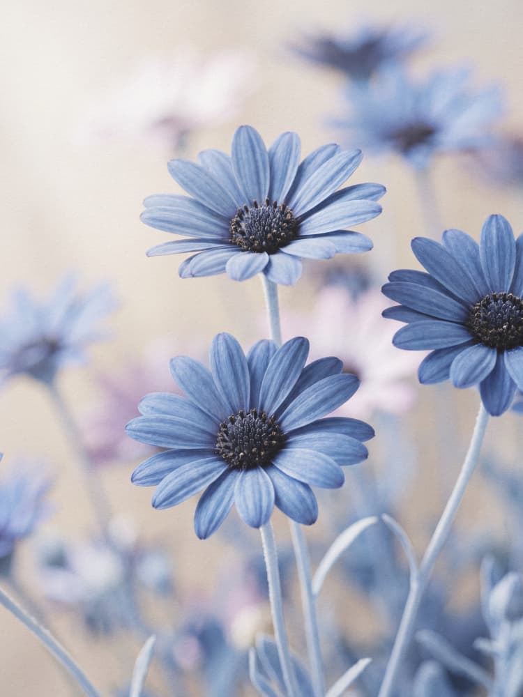 Soft Blue Daisies by Andreas Magnusson — canvas wall art