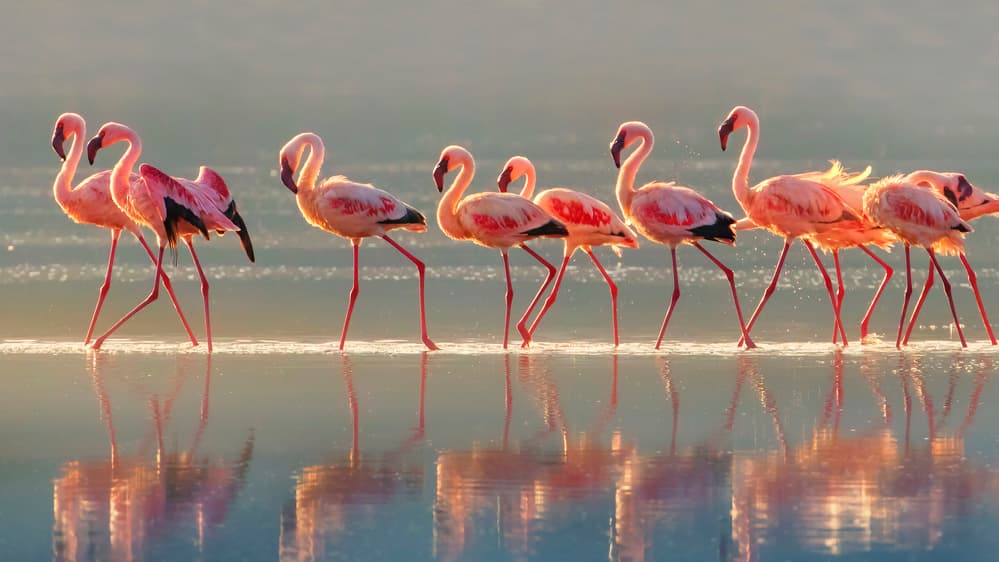 Graceful Pink Flamingos by Phillip Chang — canvas wall art