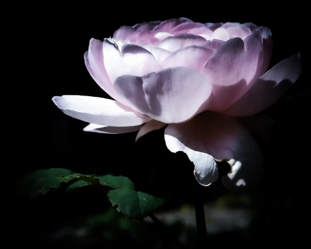 Soft Pink Rose Bloom by Michele Frechette — canvas wall art