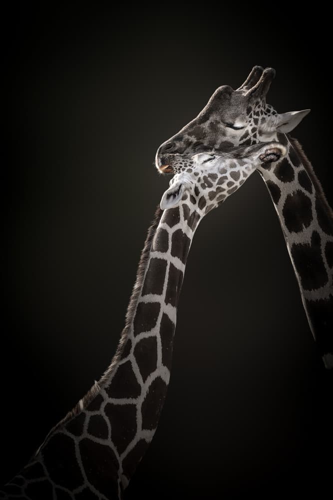 Tender Giraffe Embrace by Jealousy — canvas wall art