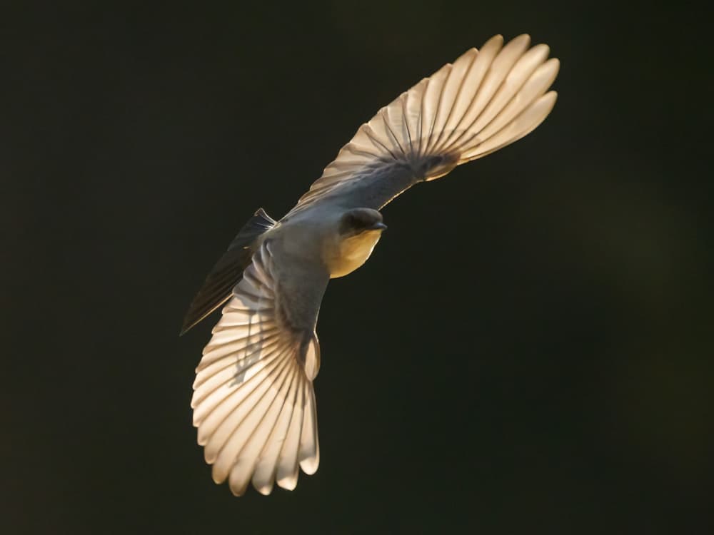 Golden Bird Flight by Moses Wang — canvas wall art