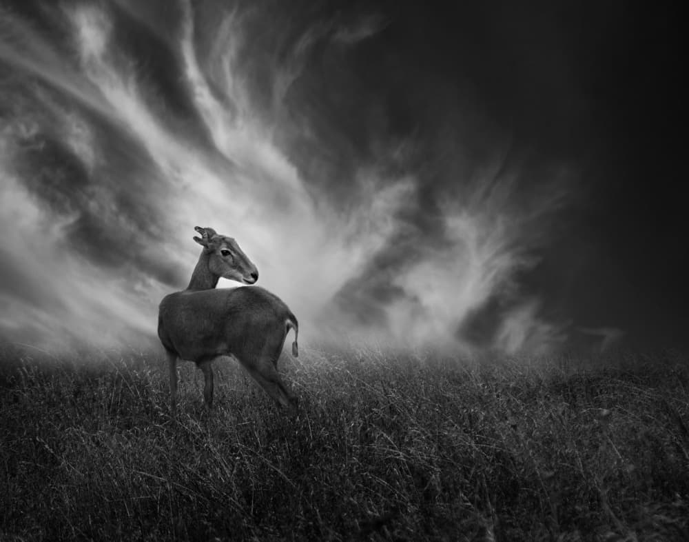 Lone Deer Looks Back by Krystina Wisniowska — canvas wall art