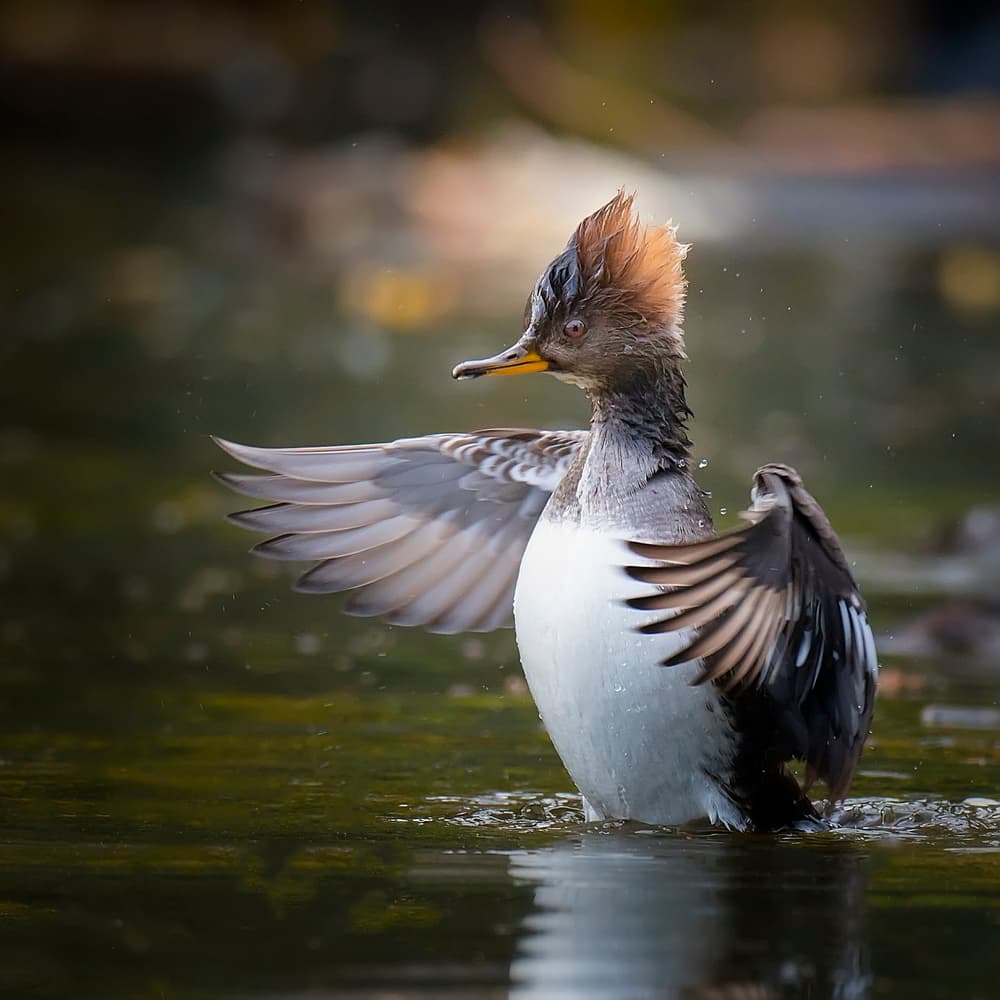 Merganser Flaps Wings by David H Yang — canvas wall art