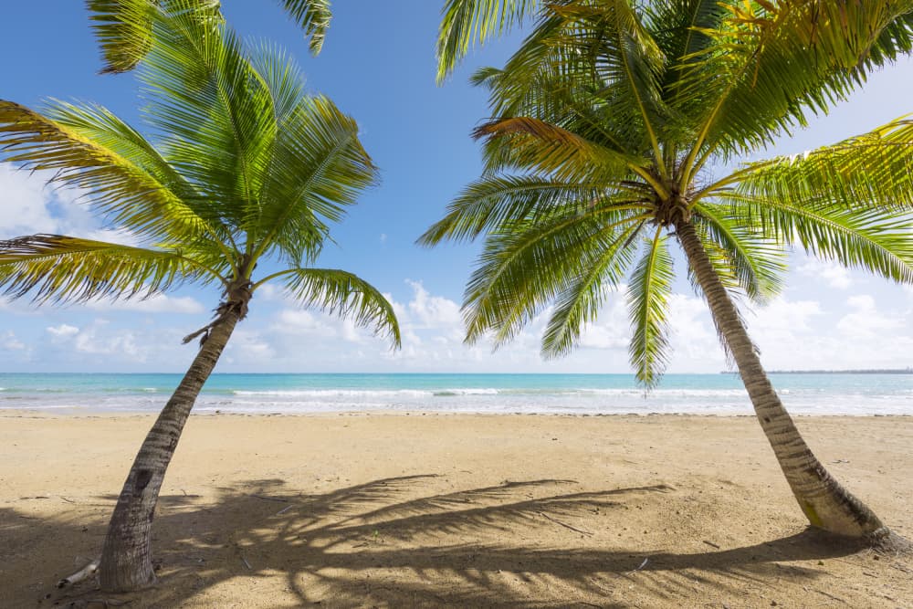 Palmy Beach by Stefan Hefele — canvas wall art
