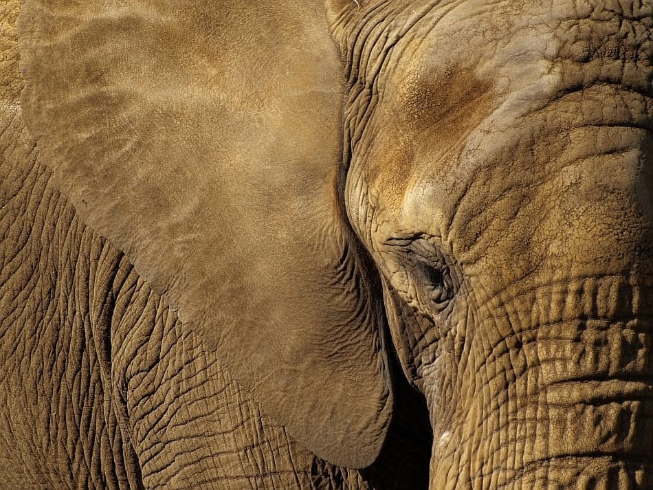 African Elephant Close Up by Jo Beerens — canvas wall art