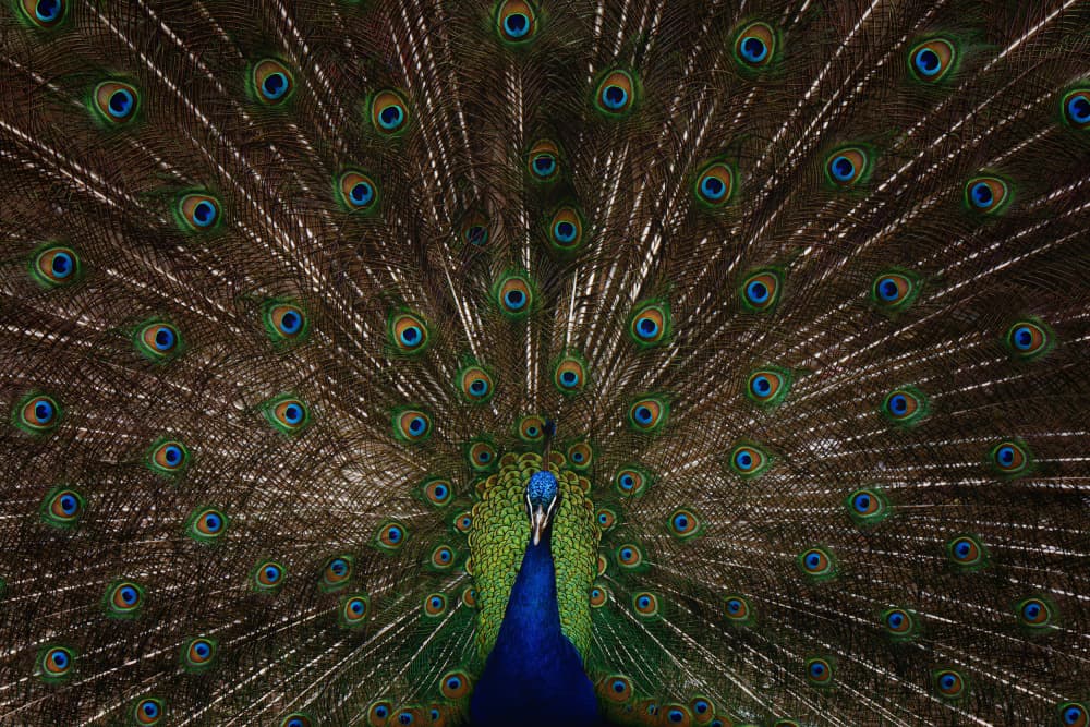 Majestic Peacock Display by Georgios Tsikiridis — canvas wall art