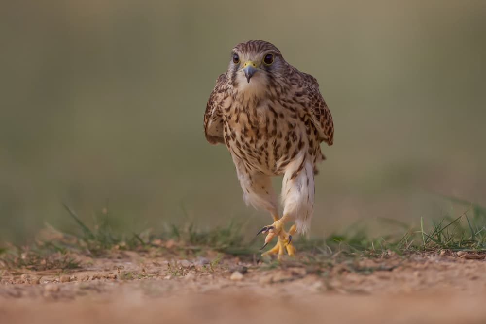Kestrel's Focused Walk by David Manusevich — canvas wall art