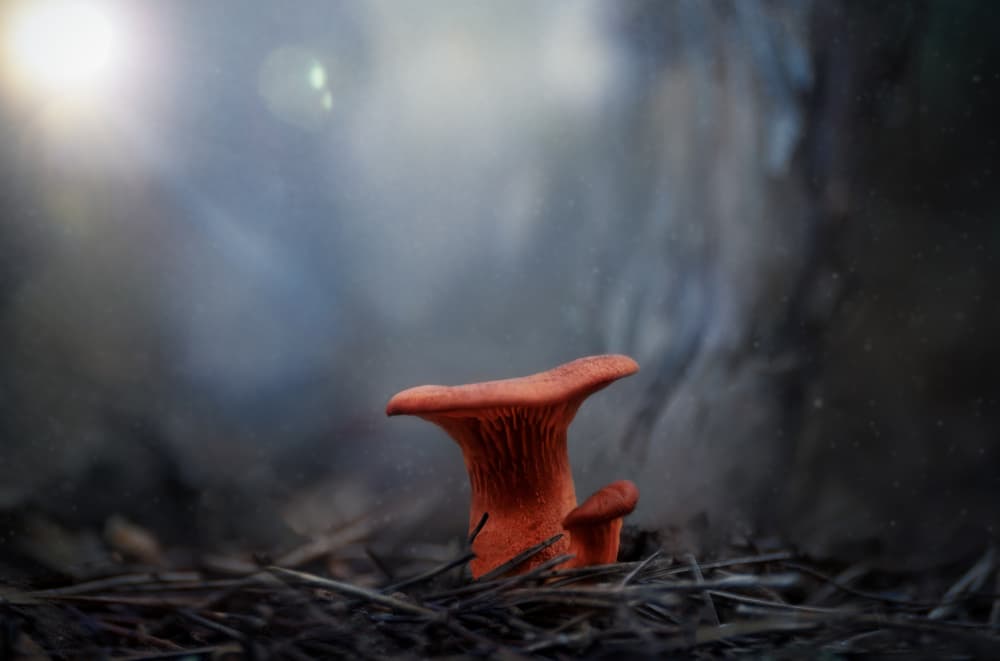Misty Forest Mushrooms by joanaduenas — canvas wall art