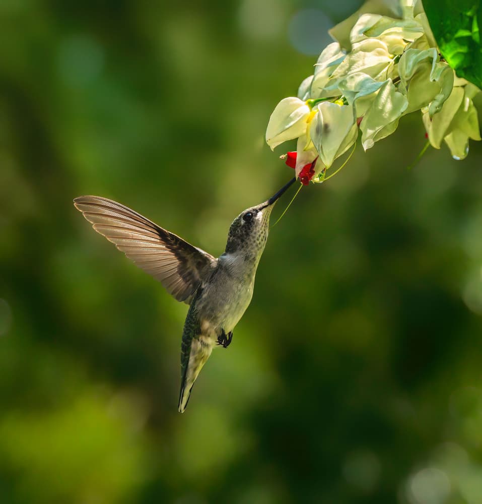 Hummingbird Feeding Flower by Hannah & Wei — canvas wall art