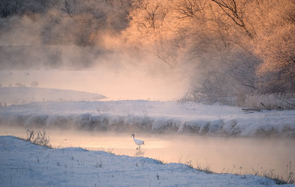 Crane In Winter Mist by Alex Li — canvas wall art
