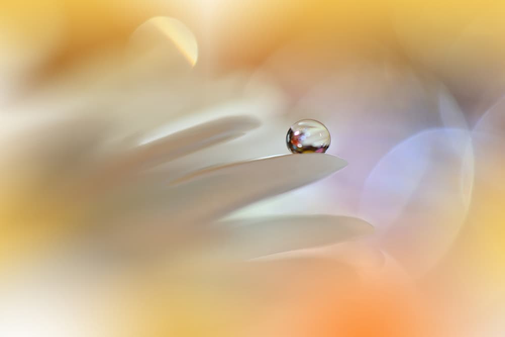 Golden Petal Droplet by Juliana Nan — canvas wall art