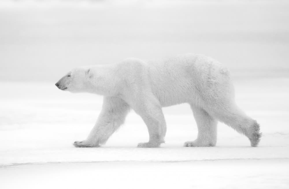 Walking Polar Bear by Marco Pozzi — canvas wall art