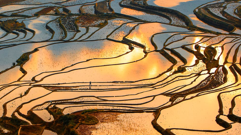 Golden Rice Terraces Sunset by Shin Woo Ryu — canvas wall art