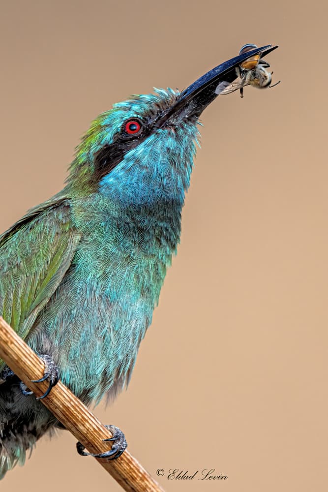Green Bee-eater Hunter by Eldad Levin — canvas wall art