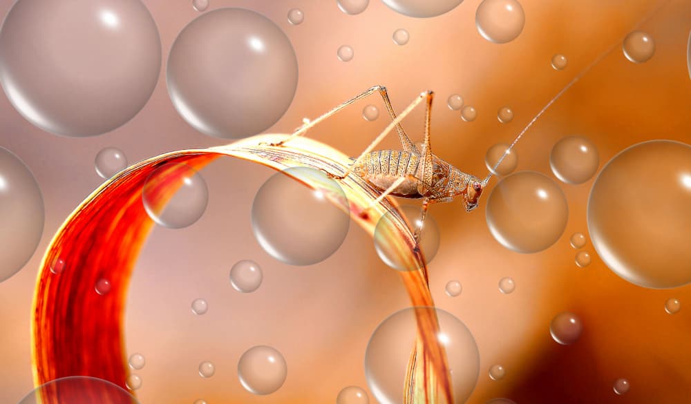 Vibrant Insect Bubbles by Thierry Dufour — canvas wall art