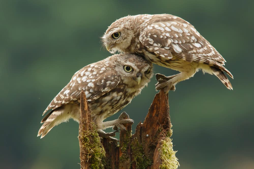 Two Little Owls by Prashant Meswani — canvas wall art