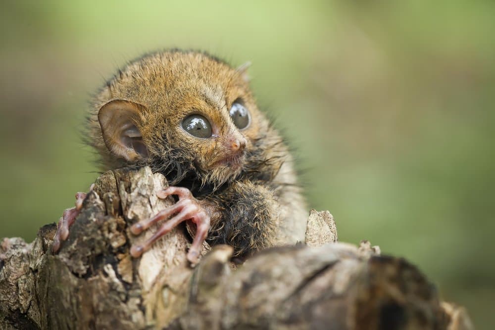 Curious Forest Baby by Abdul Gapur Dayak — canvas wall art
