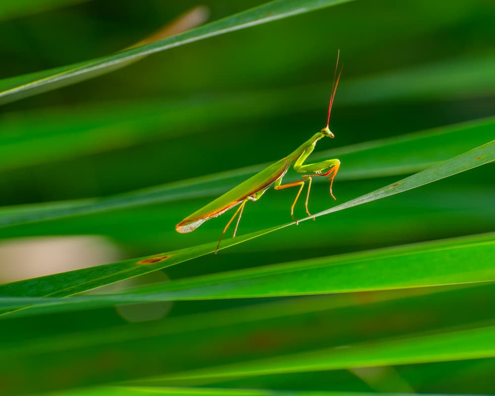 Green Praying Mantis by Marek Lapa — canvas wall art