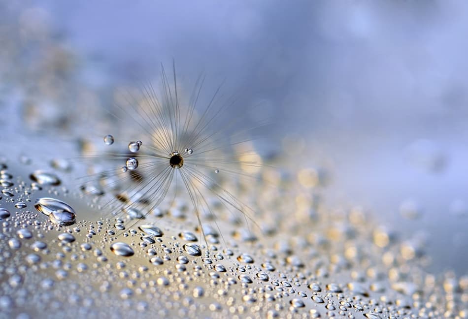 Dandelion Dew Drops by Heidi Westum — canvas wall art