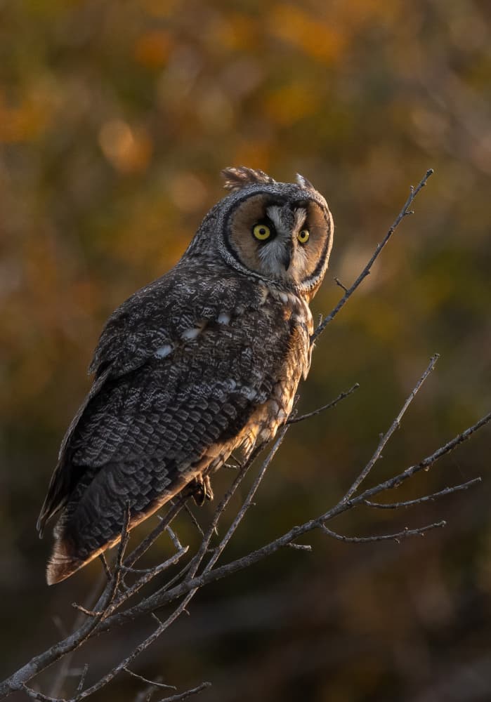 Long-Eared Owl Perched by Johnson Huang — canvas wall art