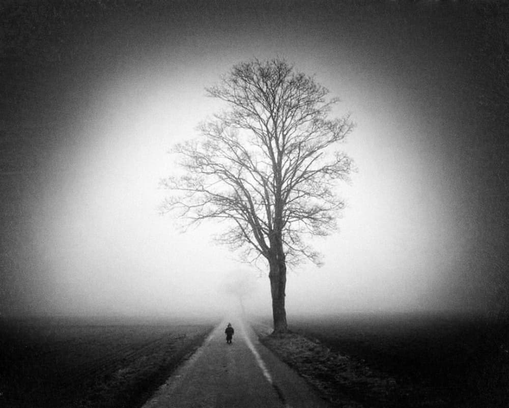Lone Tree Foggy Road by Holger Droste — canvas wall art