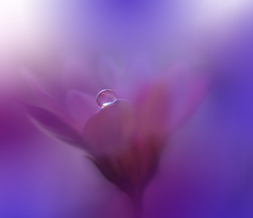 Purple Dewdrop Flower by Juliana Nan — canvas wall art