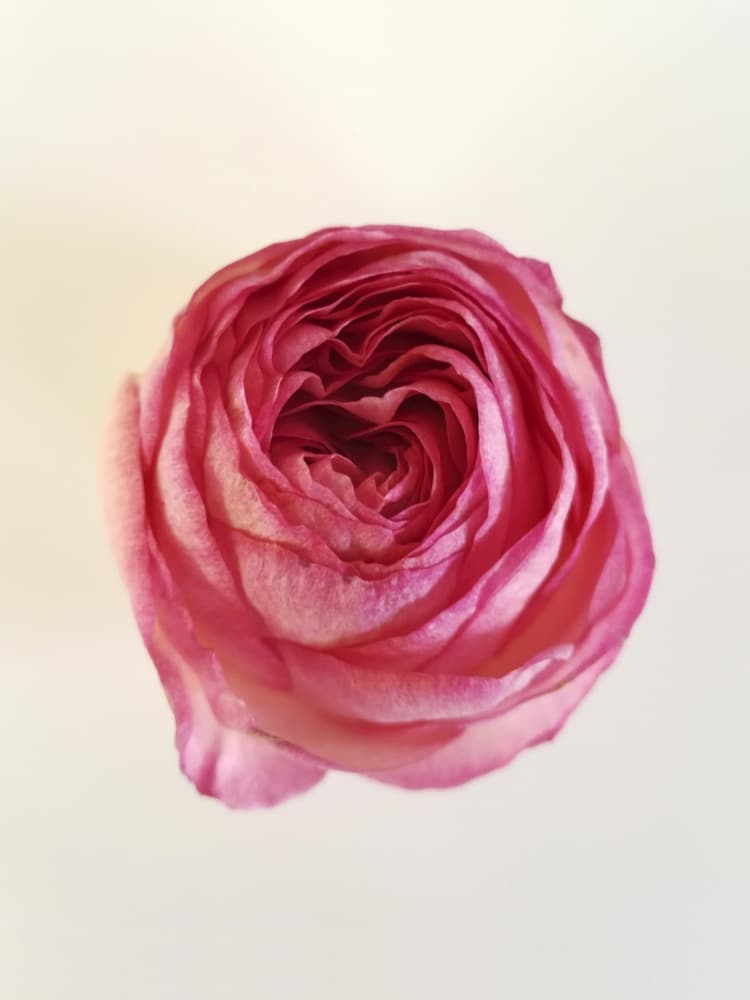 Pink Rose Bloom by Angelo Cerantola — canvas wall art