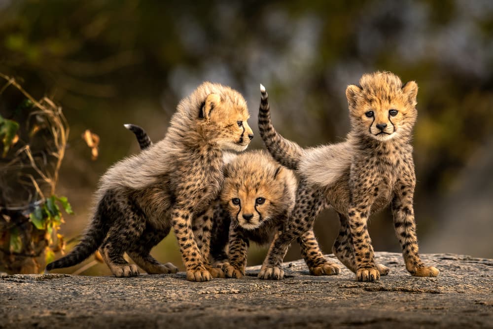 Three Playful Cheetah Cubs by Hung Tsui — canvas wall art