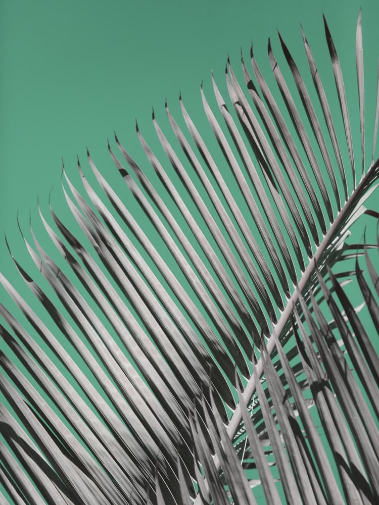 Palm Serenity by Shot by Clint — canvas wall art