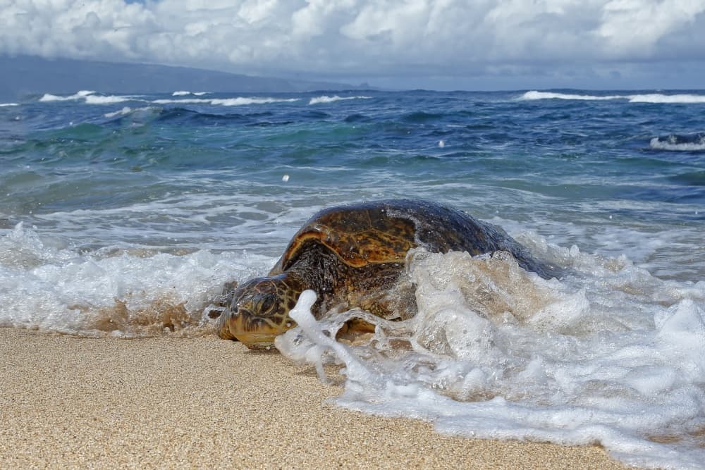 Green Sea Turtle Beach by Peter Stahl — canvas wall art