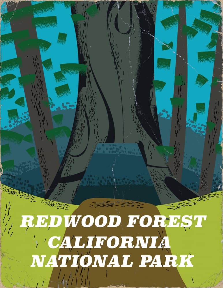 Redwood Forest California by Nicholas — canvas wall art