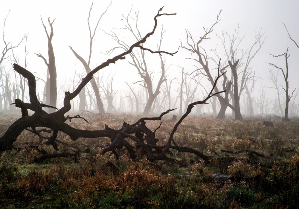Tranquil Misty Woods by Allan Li wp — canvas wall art