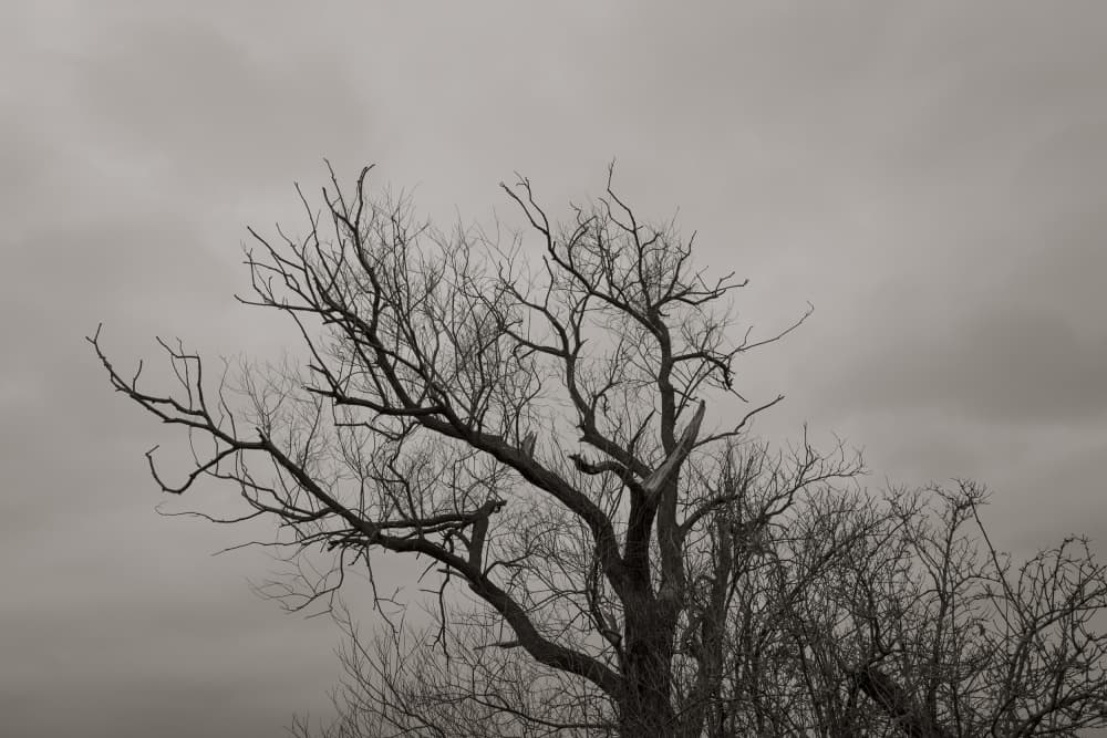 Dramatic Leafless Tree by Imaginative — canvas wall art