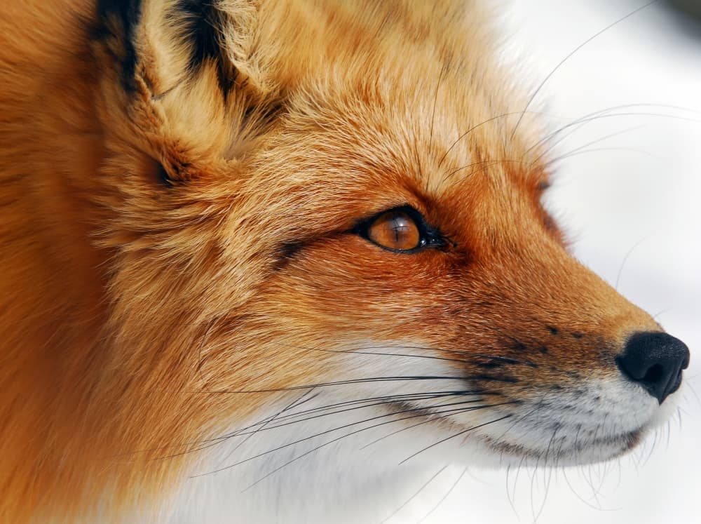 Observant Red Fox by Alain Turgeon — canvas wall art