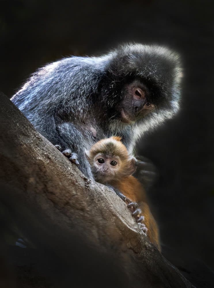 Mother and Baby Monkey by Antonyus Bunjamin (Abe) — canvas wall art