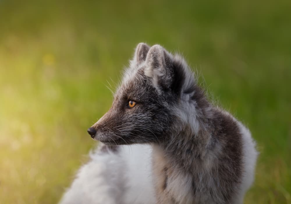 Arctic Fox Profile by joanaduenas — canvas wall art
