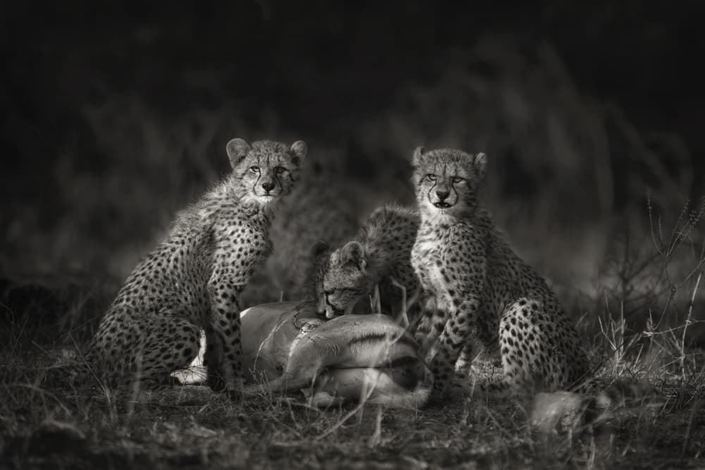 Watchful Cheetah Cubs by Mario Moreno — canvas wall art