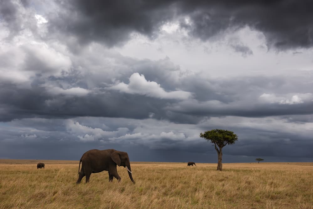 African Elephants Storm Sky by Mario Vigo — canvas wall art