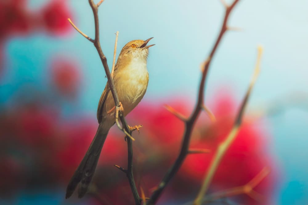 Singing Bird on Branch by Sina Pezeshki — canvas wall art