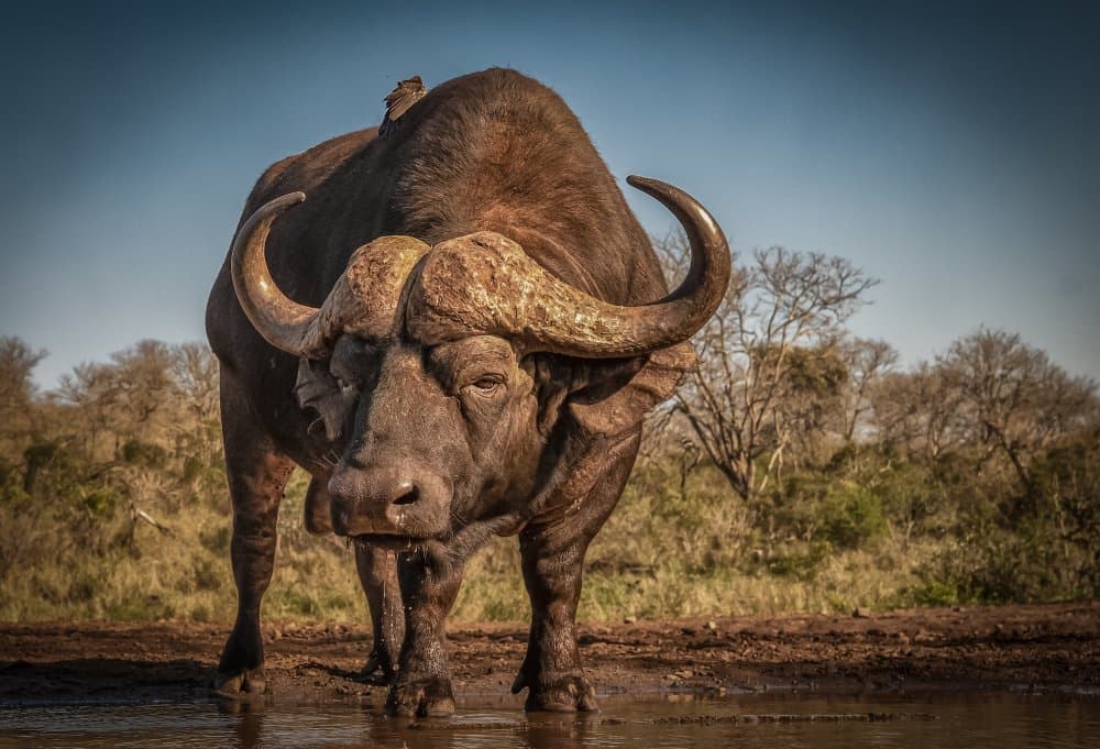Powerful African Buffalo by Peet van den Berg — canvas wall art