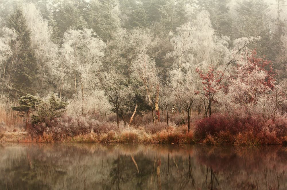 Winter Frost Reflections by Anton van Dongen — canvas wall art