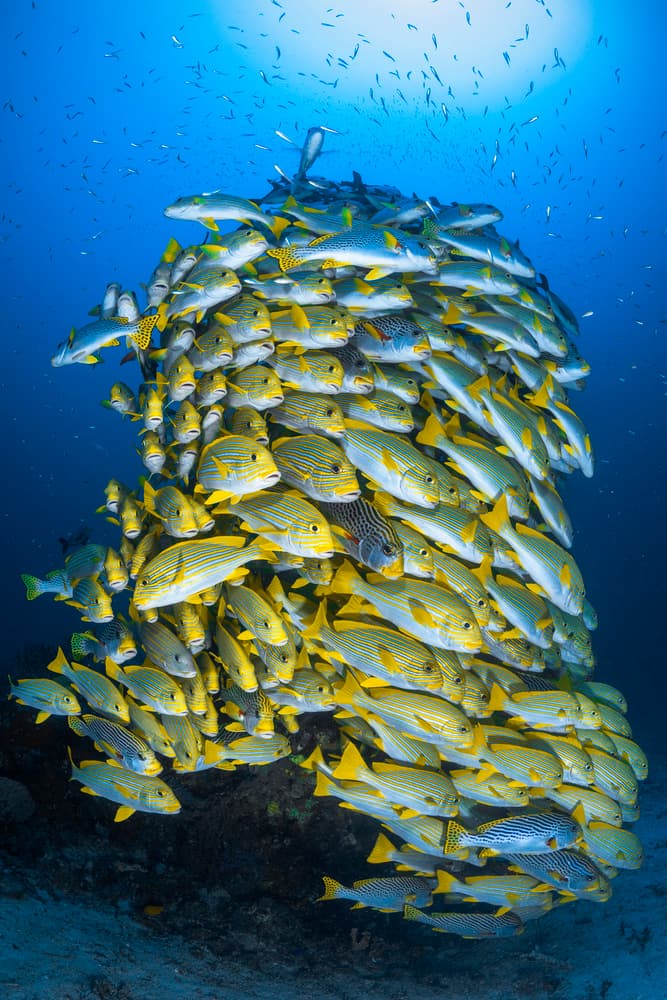 School of Yellow Fish by Barathieu Gabriel — canvas wall art