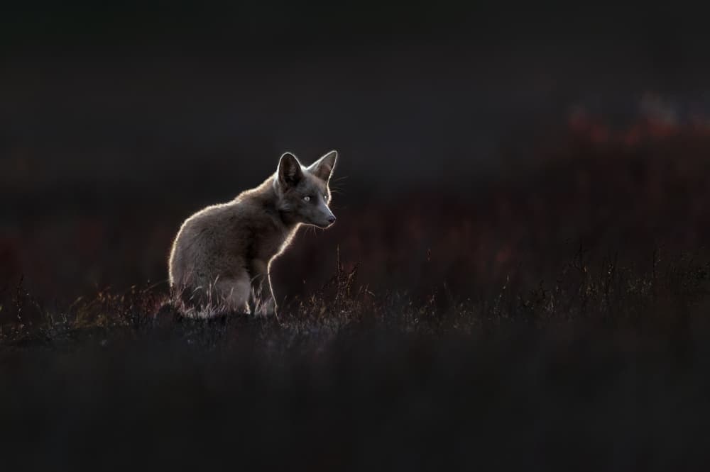 Glowing Wild Fox by Jun Zuo — canvas wall art