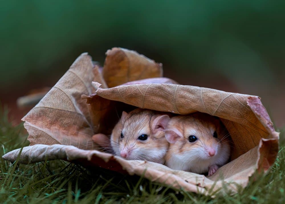 Two Curious Little Mice by Fira Mikael — canvas wall art