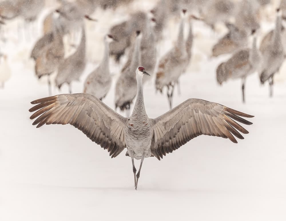 Sandhill Crane Winter Wings by Qingsong Wang — canvas wall art
